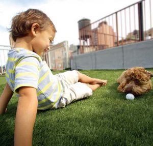 child and Dog on Synthetic artificial lawn