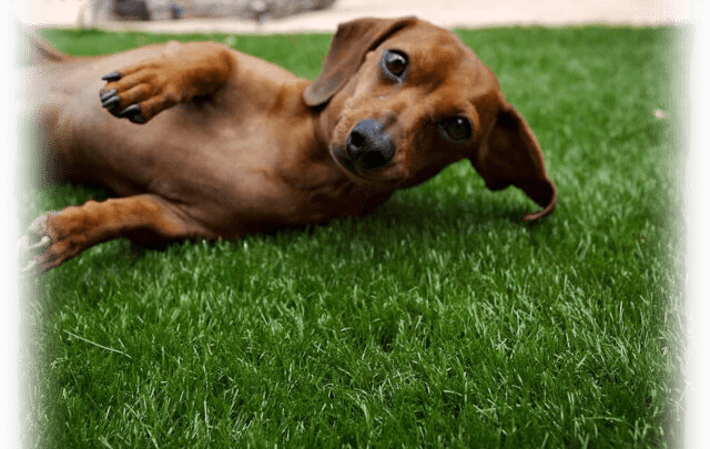 pet-turf-test-gaussian artificial turf